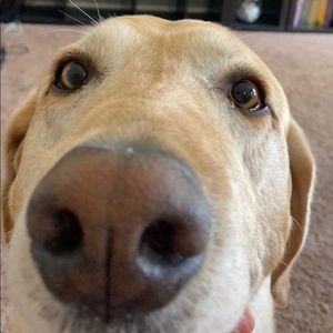 Meet your Posher, Toby